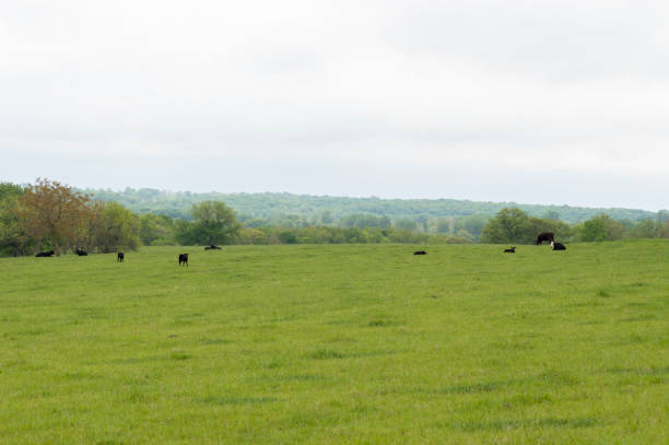 istock Free Range Cattle Grazing in an Idyllic Pasture Surrounded by Rolling Hills 1321000030