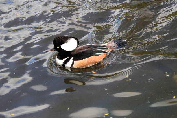 istock A close up of a Hooded Merganser 1321000052