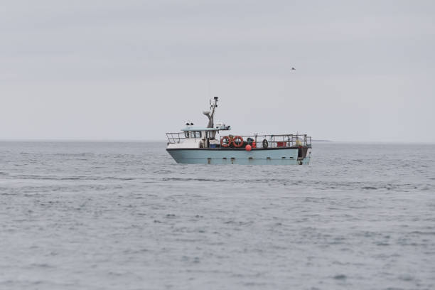 istock Fishing boat surrounded by black-headed gulls in the sea. 1321000075
