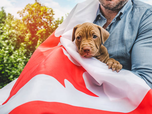 istock Attractive man holds a charming puppy. National holiday 1321000951