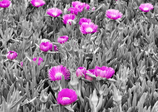istock Several exotic flowers of a purple color 1321001833