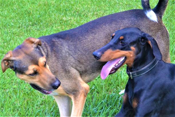 istock Doberman and friend playing on the lawn 1321002444