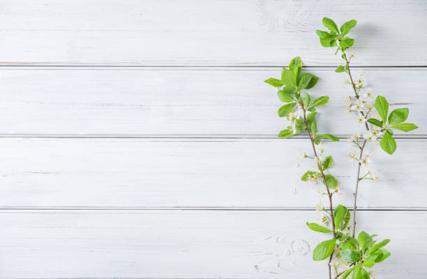 istock white wood textured background with cherry blossom branch. Top view and copy space 1321002843