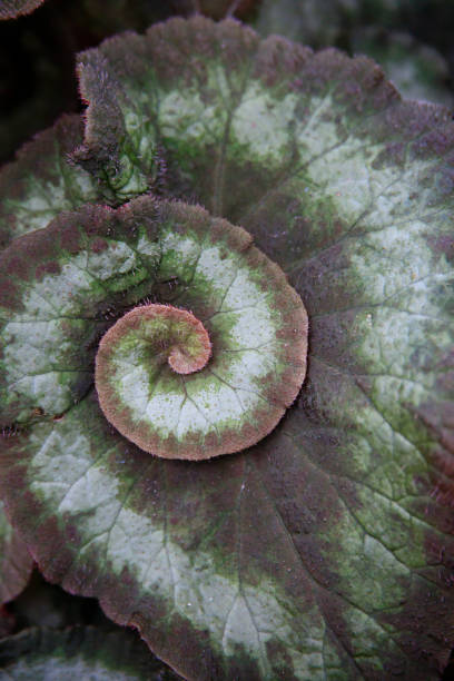istock Spiral pattern on a green Begonia plant in a garden 1321002965