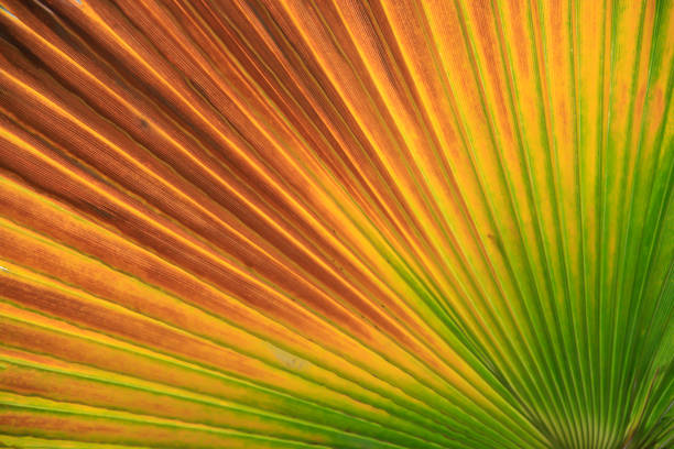 a picture of a Fan pattern of a palm plant in a greenhouse