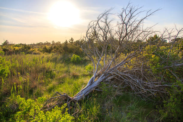 Old live oak trees on Ocracoke Island North Carolina