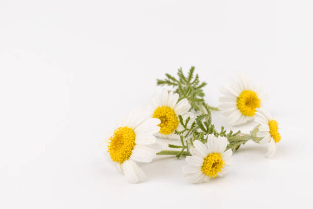 istock chamomile or daisies with leaves isolated on white background. Top view. Flat lay 1321004795