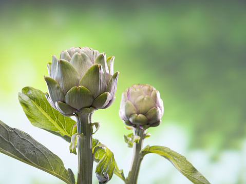 Ripe and Fresh Artichokes close up