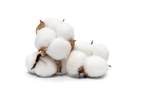 istock Cotton flower branch isolated on white background. 1321004865