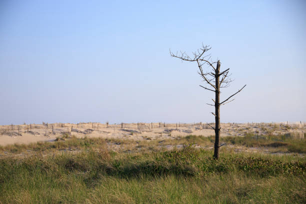 istock Dead tree in a grassy field near sand dunes 1321006290
