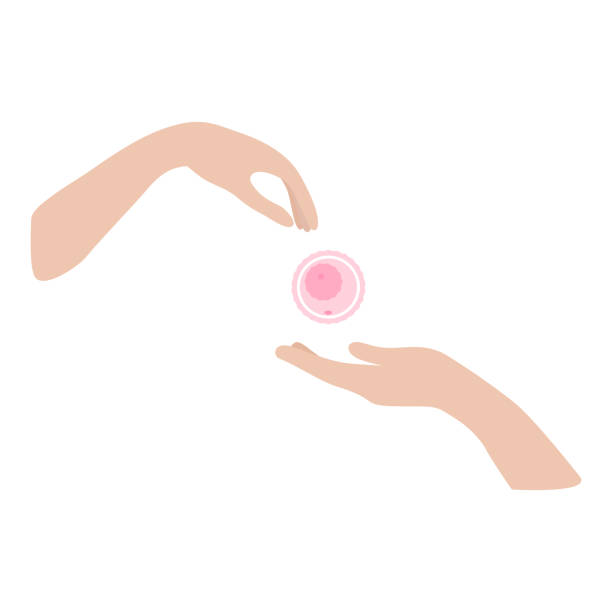 sumbangan oocyte. tangan memberikan telur dan tangan menerima telur. ilustrasi vektor konsep donasi - sel telur ilustrasi stok