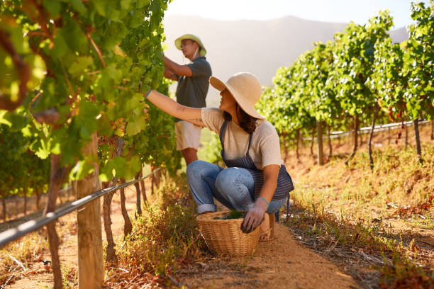 istock Shot of a young couple picking grapes in their vineyard 1321007712