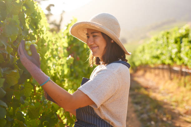 istock Shot of a young farmer harvesting white grapes in her vineyard 1321007746