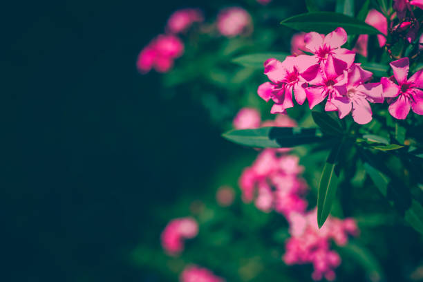 flores oleander rosa com folhas verdes exuberantes frescas - azalea magenta flower red - fotografias e filmes do acervo