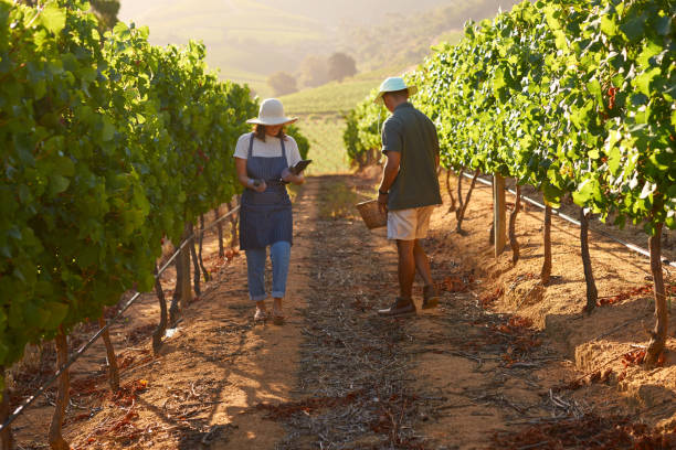 istock Shot of two farmers using a digital tablet while out in their vineyard 1321007790