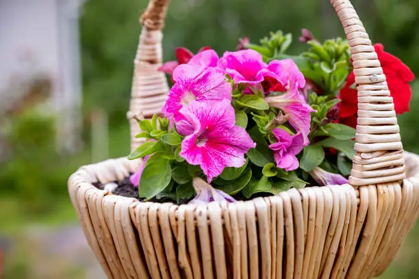 beautiful petunia flowers in wicler basket, garden decoration. on a green background.Summer garden.