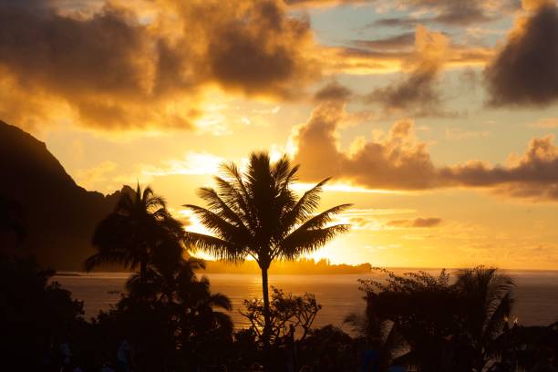 silhouette de palmier - hawaii islands maui palm tree kauai photos et images de collection