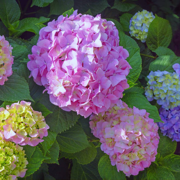 istock Beautiful flowers of hydrangea in garden 1321010582