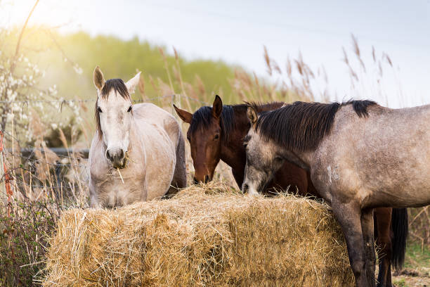 Horses eating straw in the open air