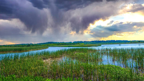 stormy sunset sky in Alabama swamp landscape in summer Meaher State Park in Mobile Bay, Alabama mobile bay stock pictures, royalty-free photos & images
