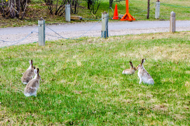 istock Four hares on grass of Calgary Fort 1321012739