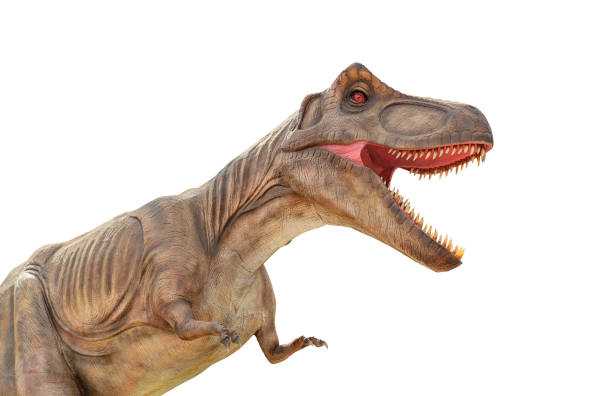 istock Tyrannosaur. Dinosaur isolated on white background. 1321013378