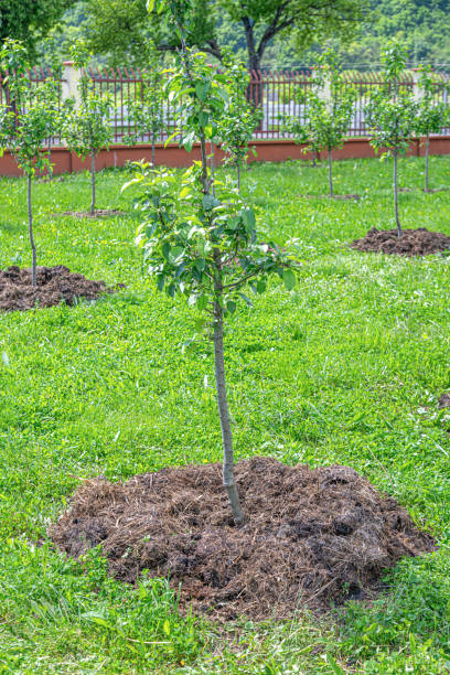 istock Apple trees are planted on a plot of land. 1321013409