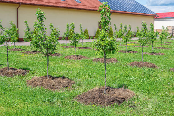 istock Apple trees are planted on a plot of land. 1321013442