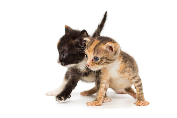 istock Two funny kittens in fancy colors 1321014941
