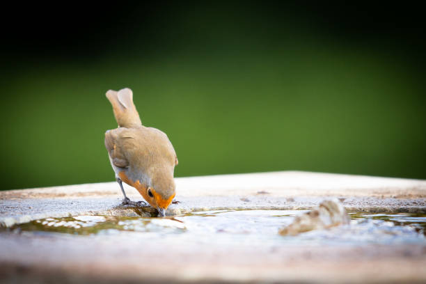 robin che beve da un bagno di uccelli di pietra - birdbath foto e immagini stock