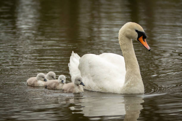 istock Swan and four cygnets swimming on lake 1321015129