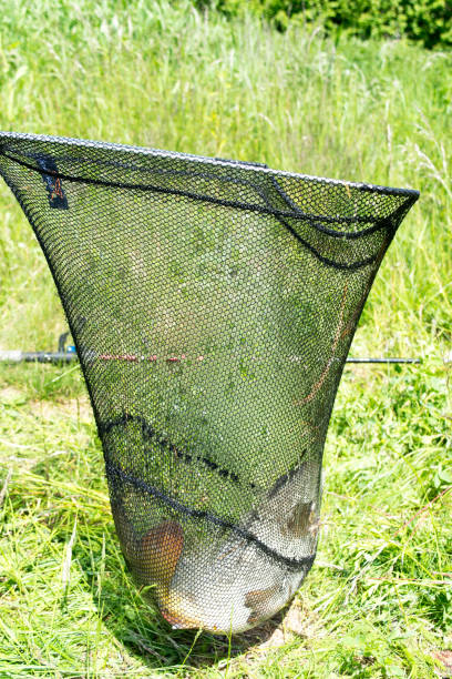 istock View of a caught carp lying in a landing net on a lake 1321015247