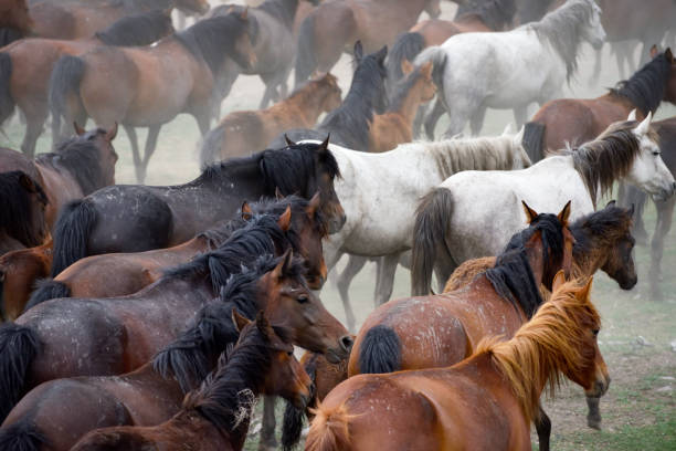 istock wild horses (yilki) in cappadocia, turkey 1321015328