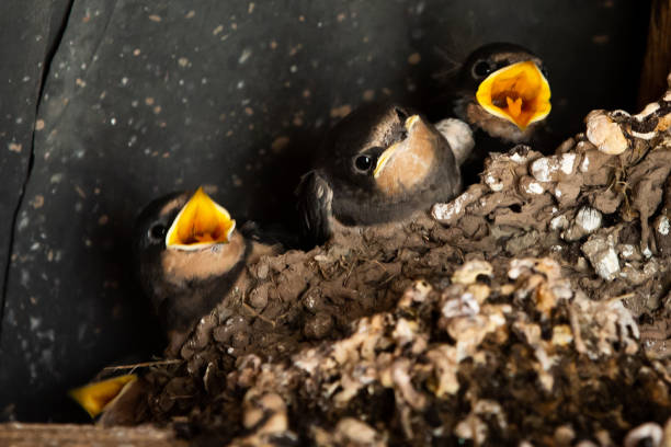 istock Swallow chicks in a nest with open beaks 1321016028