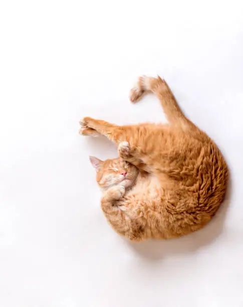 Photo of The cat sleeps in an uncomfortable position. A funny cat lies on a white blanket. A cat pressed its paws to its muzzle.Copy space for text, light background. Horizontal photo.