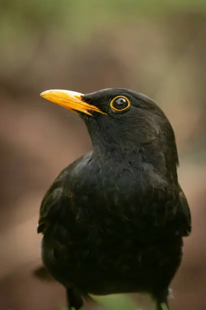 Portrait shot of a male Blackbird with the body facing camera but the head turned to the side.