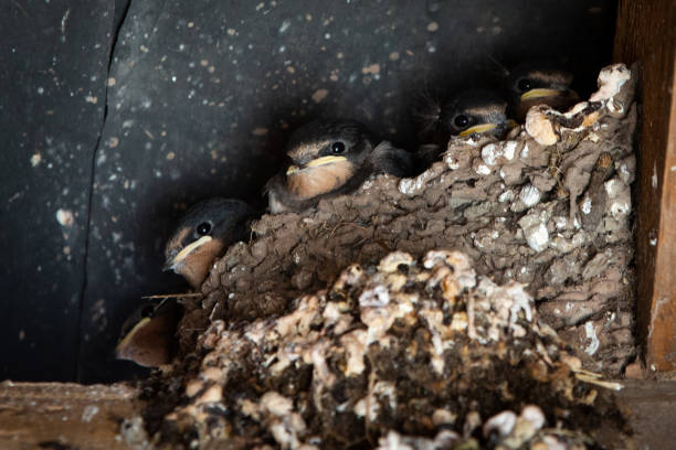 istock Nest full of Swallow chicks 1321016394