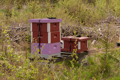 Colorful bee hives in a field.