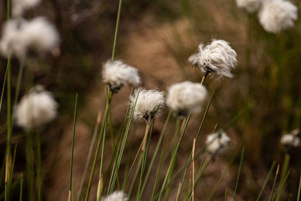 istock Myrull Eriophorum brachyantherum in a field.. 1321017632