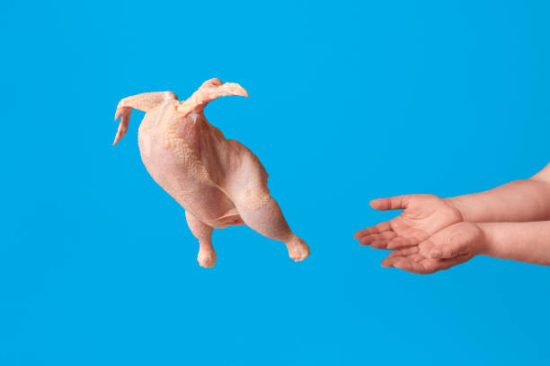 raw chicken flying from woman hands, isolated on blue background. meat consumerism concept - chicken food raw meat imagens e fotografias de stock