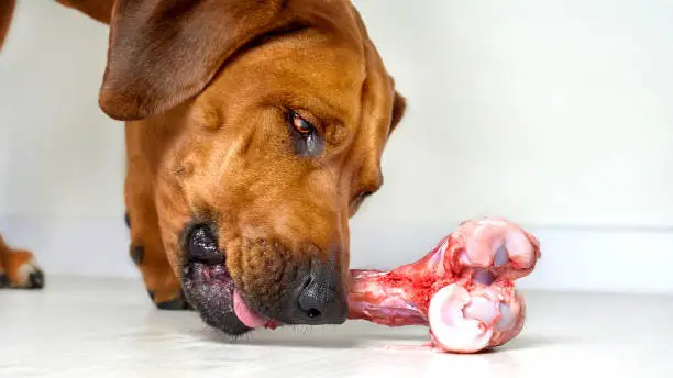 Dog eating natural raw beef bone, close-up