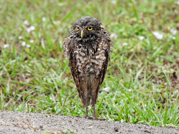 Burrowing Owl - front view