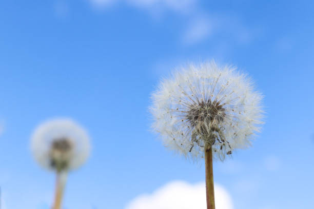 istock Dandelion against blue sky. Symbol of lightness and freedom. Spring or summer time. Selective focus, close-up 1321020134