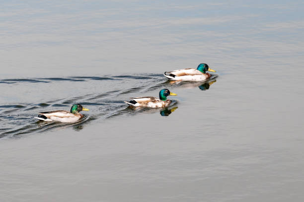 istock Three drakes swimming on a lake 1321020912