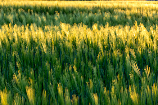 The sun sets over a green and gold, flowing crop of wheat on a farm.