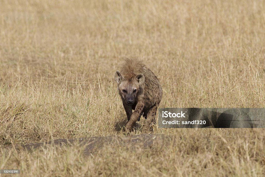 Hyène du Masaï Mara - Photo de Afrique libre de droits