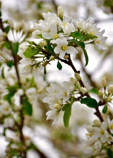 istock Spring wildflowers and garden blooms close-up 1321023979