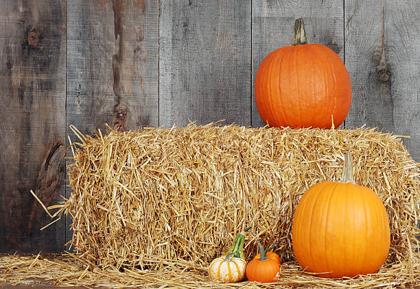 istock pumpkins and gourds on straw 132102446