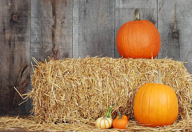 Photo of pumpkins and gourds on straw