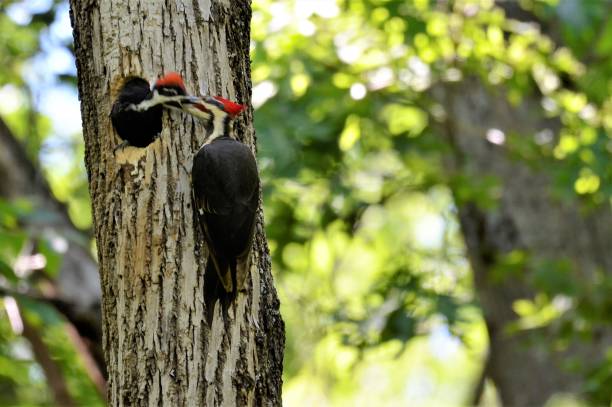 istock Baby Pileated Woodpecker 1321024773